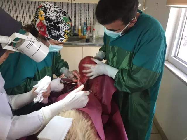 Hasta köpekten 5 kilogram tümör alındı