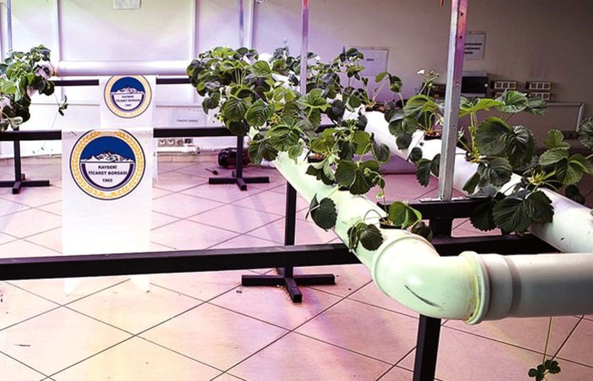 Kayseri’de topraksız tarım için model çalışma yürütülüyor