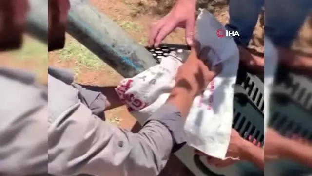 Koruma altındaki 'alaca sansar' Mardin'de görüldü