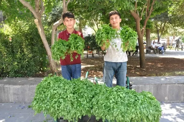 Köyden topladıkları maydanozları satıp harçlıklarını çıkarıyorlar Köyden topladıkları maydanozları satıp harçlıklarını çıkarıyorlar