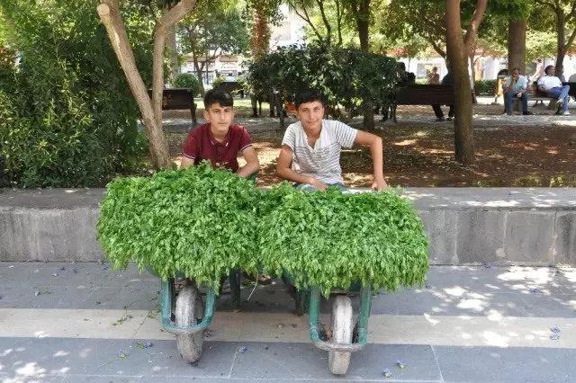 Köyden topladıkları maydanozları satıp harçlıklarını çıkarıyorlar Köyden topladıkları maydanozları satıp harçlıklarını çıkarıyorlar