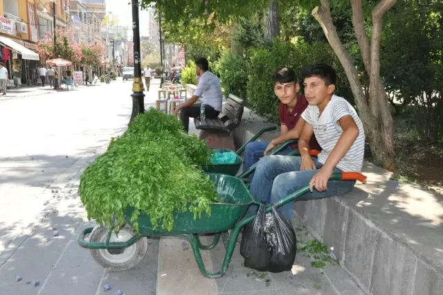 Köyden topladıkları maydanozları satıp harçlıklarını çıkarıyorlar Köyden topladıkları maydanozları satıp harçlıklarını çıkarıyorlar
