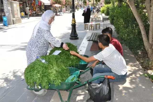 Köyden topladıkları maydanozları satıp harçlıklarını çıkarıyorlar Köyden topladıkları maydanozları satıp harçlıklarını çıkarıyorlar