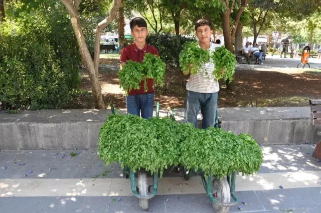 Köyden topladıkları maydanozları satıp harçlıklarını çıkarıyorlar Köyden topladıkları maydanozları satıp harçlıklarını çıkarıyorlar