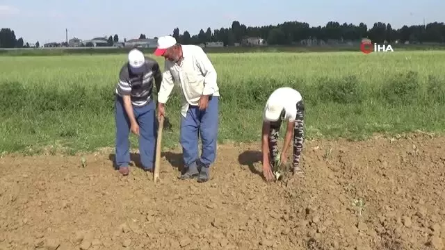 Muş'ta lahana ekimine başlandı