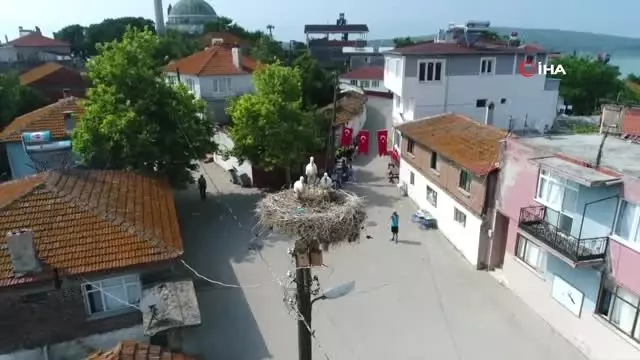 Uluslararası Leylek Festivali'ne yoğun ilgi Uluslararası Leylek Festivali'ne yoğun ilgi
