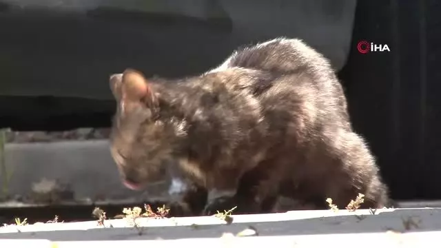 Üniversiteli Alara'nın ölmeden önceki hayali gerçek oldu