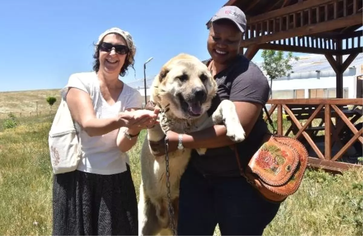 Yabancı turizm acentası yetkililerinin 'Kangal' sevgisi