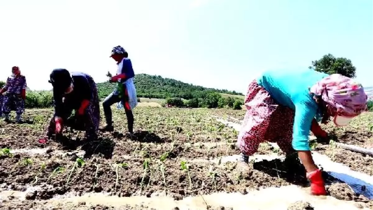 Yenişehir'de çiftçi, bibere yöneldi