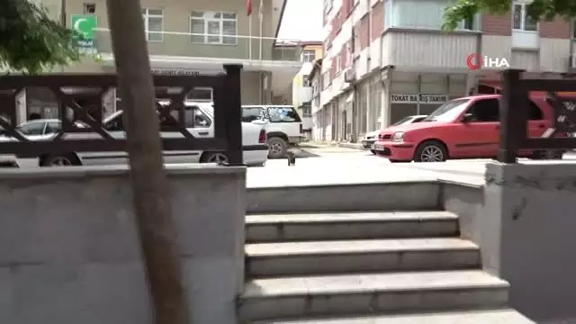 Yuvasından düşen yavru karga kediye böyle yem oldu