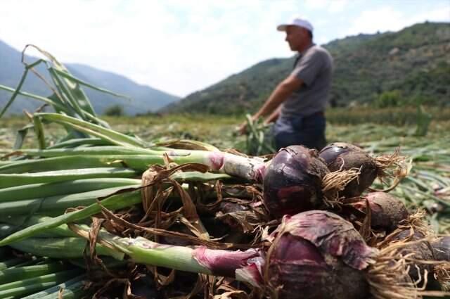 Erdek'te üretilen balık soğanına Avrupa ve Orta Doğu ülkelerinden talep geldi