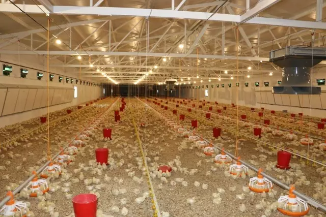 Erzincan'da etlik piliç yetiştiriciliğine ilgi artıyor