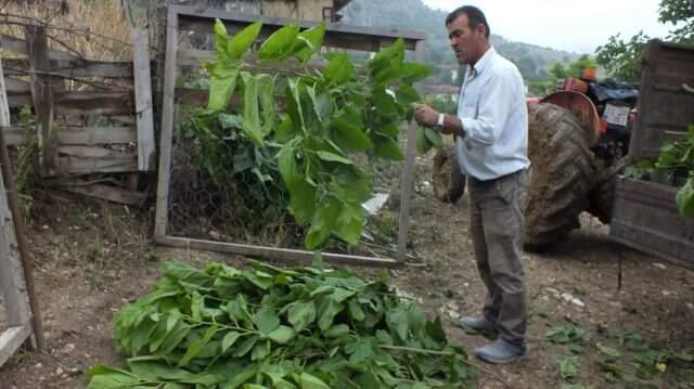 İpek böceği köylülerin gelir kapısı oldu