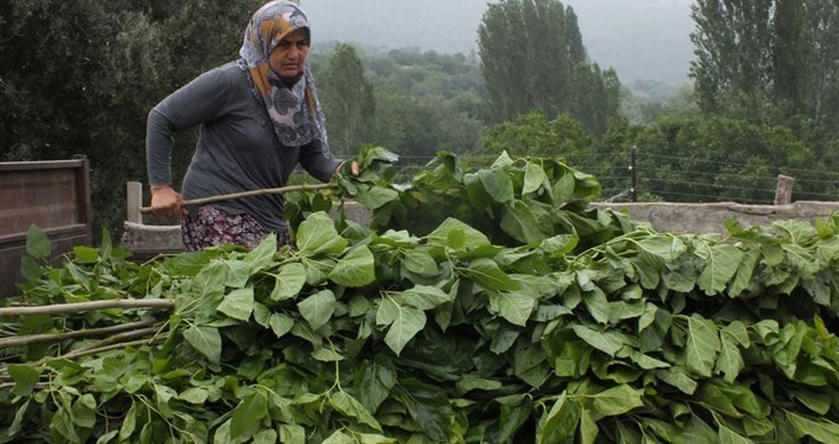 İpek böceği köylülerin gelir kapısı oldu! Yılda 500 bin lira kazanıyorlar