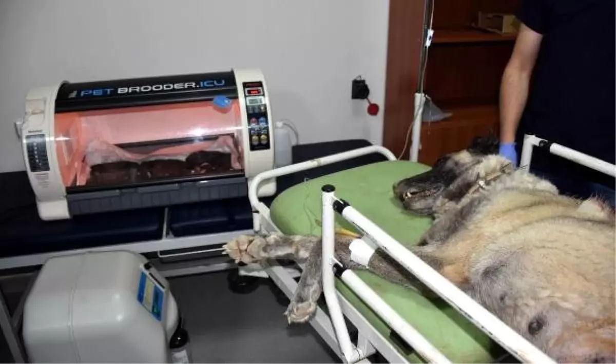 Kangal köpeği 'Haskız', sezaryenle doğum yaptı