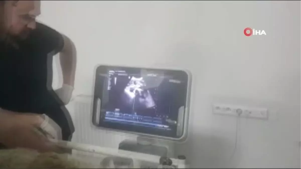 Kangal köpeği sezaryenle 11 yavru doğurdu