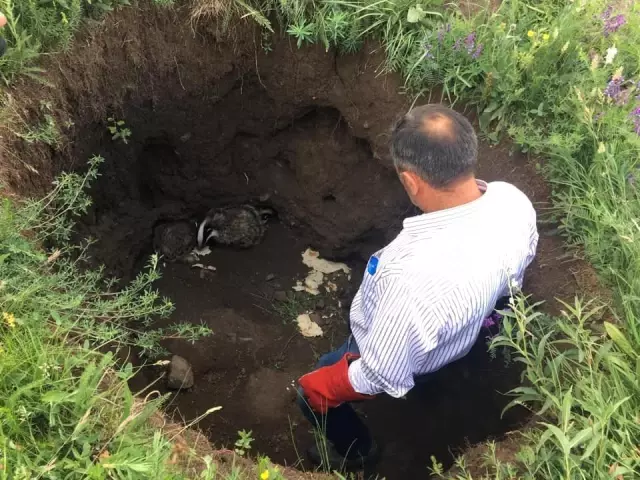 Kars'ta tedavileri tamamlanan porsuklar doğaya bırakıldı Kars'ta tedavileri tamamlanan porsuklar doğaya bırakıldı