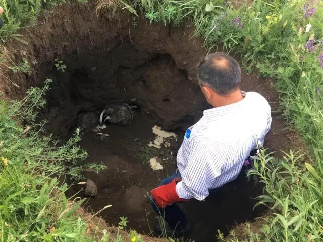 Kars'ta tedavileri tamamlanan porsuklar doğaya bırakıldı Kars'ta tedavileri tamamlanan porsuklar doğaya bırakıldı
