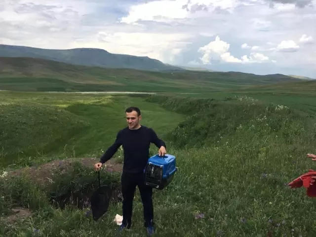 Kars'ta tedavileri tamamlanan porsuklar doğaya bırakıldı Kars'ta tedavileri tamamlanan porsuklar doğaya bırakıldı