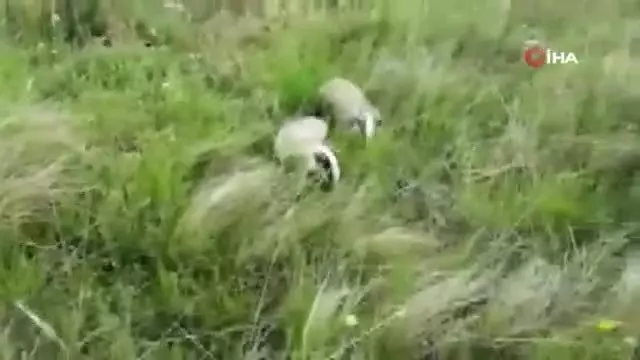 Kars'ta tedavileri tamamlanan porsuklar doğaya bırakıldı Kars'ta tedavileri tamamlanan porsuklar doğaya bırakıldı