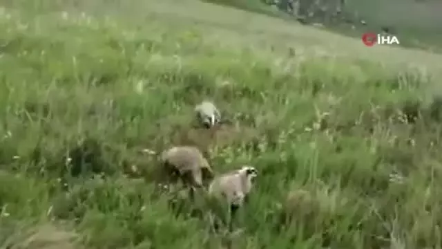 Kars'ta tedavileri tamamlanan porsuklar doğaya bırakıldı Kars'ta tedavileri tamamlanan porsuklar doğaya bırakıldı
