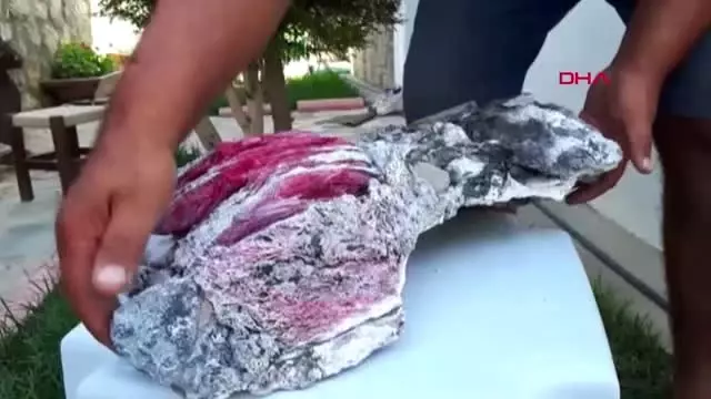 MUĞLA BU KEZ 'FOSİL' BULDU MUĞLA BU KEZ 'FOSİL' BULDU