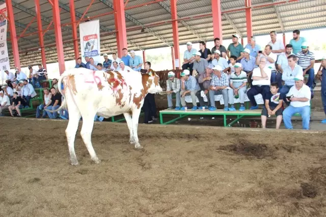 Podyuma çıkan düveler kapış kapış gitti