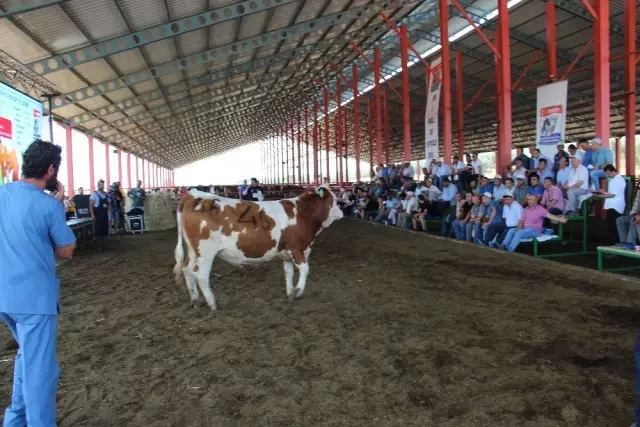 Podyuma çıkan düveler kapış kapış gitti