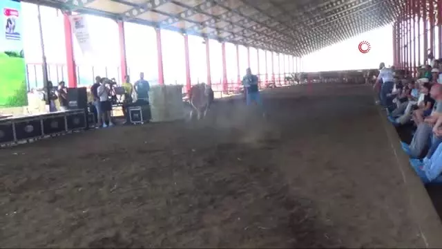 Podyuma çıkan düveler kapış kapış gitti