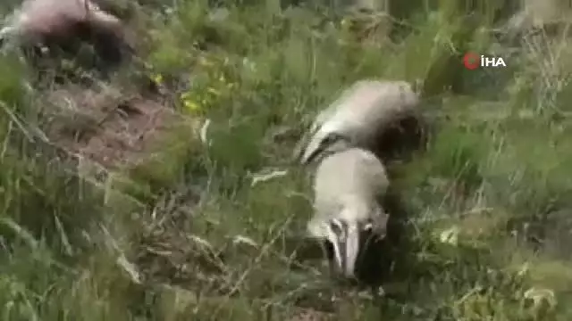 Tedavileri tamamlanan porsuklar doğaya bırakıldı Tedavileri tamamlanan porsuklar doğaya bırakıldı