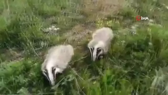 Tedavileri tamamlanan porsuklar doğaya bırakıldı Tedavileri tamamlanan porsuklar doğaya bırakıldı
