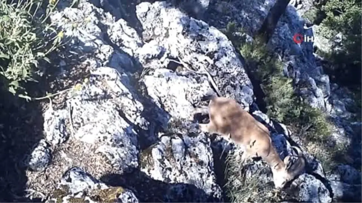 Yaban keçisi ve yaban kedisi fotokapana yakalandı