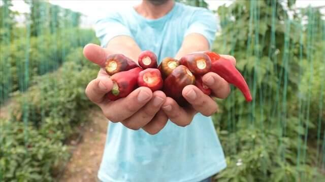 Aflatoksinden arındırılmış biber tohumu geliştirdi, ilk müşterisi İsrail oldu