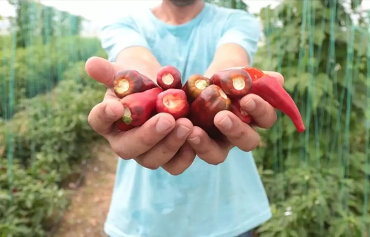 Aflatoksinden arındırılmış biber tohumuna İsrail talip oldu