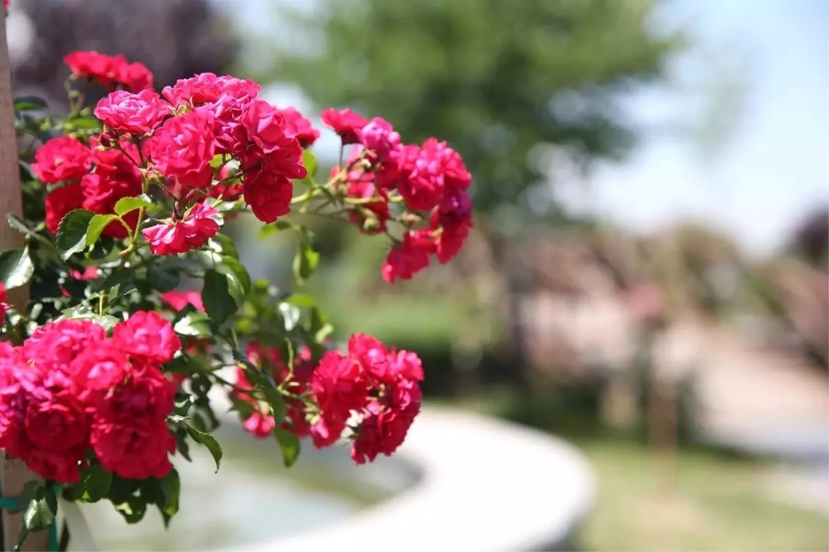 Çiçek gibi belediyecilik