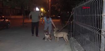 Duzce Cocuk Parki Girisine Birakilan Pitbullar Korku Saldi