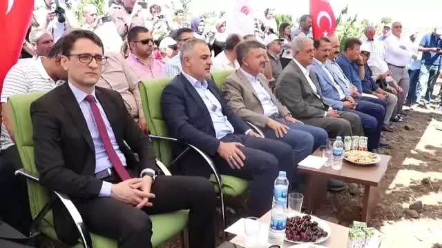 Elazığ'da kiraz hasadı şenliği Elazığ'da kiraz hasadı şenliği