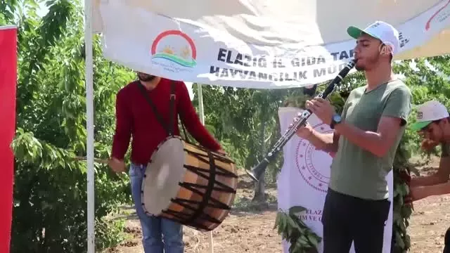 Elazığ'da kiraz hasadı şenliği Elazığ'da kiraz hasadı şenliği