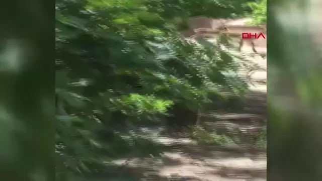 GÜMÜŞHANE ŞELALE YAKININA GELEN KEÇİ SÜRÜSÜ İLGİ ODAĞI OLDU GÜMÜŞHANE ŞELALE YAKININA GELEN KEÇİ SÜRÜSÜ İLGİ ODAĞI OLDU