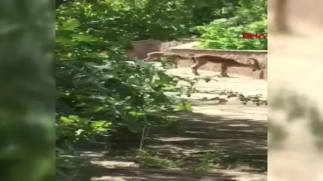 GÜMÜŞHANE ŞELALE YAKININA GELEN KEÇİ SÜRÜSÜ İLGİ ODAĞI OLDU GÜMÜŞHANE ŞELALE YAKININA GELEN KEÇİ SÜRÜSÜ İLGİ ODAĞI OLDU
