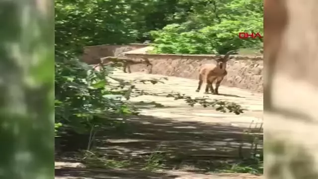 GÜMÜŞHANE ŞELALE YAKININA GELEN KEÇİ SÜRÜSÜ İLGİ ODAĞI OLDU GÜMÜŞHANE ŞELALE YAKININA GELEN KEÇİ SÜRÜSÜ İLGİ ODAĞI OLDU