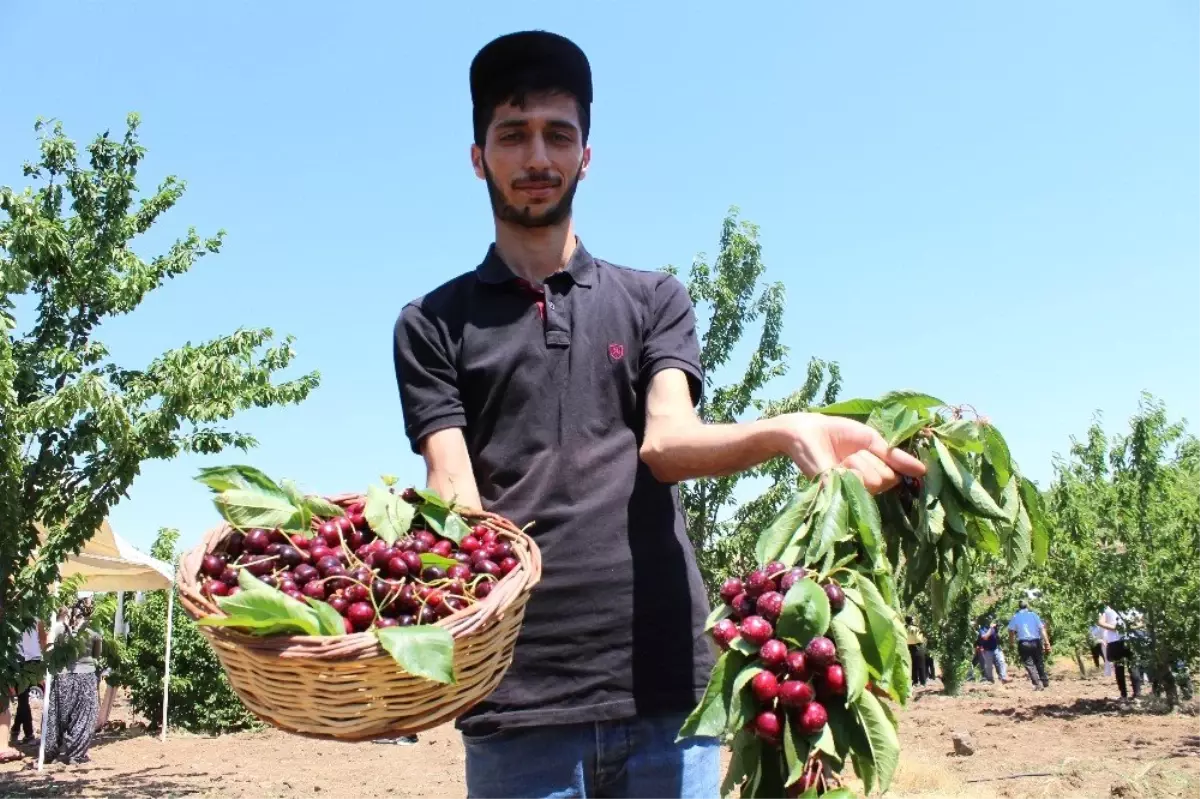 Harput kirazında hasat zamanı