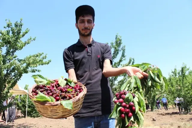 Harput kirazında hasat zamanı Harput kirazında hasat zamanı