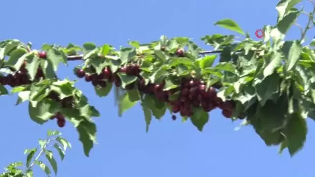 Harput kirazında hasat zamanı Harput kirazında hasat zamanı
