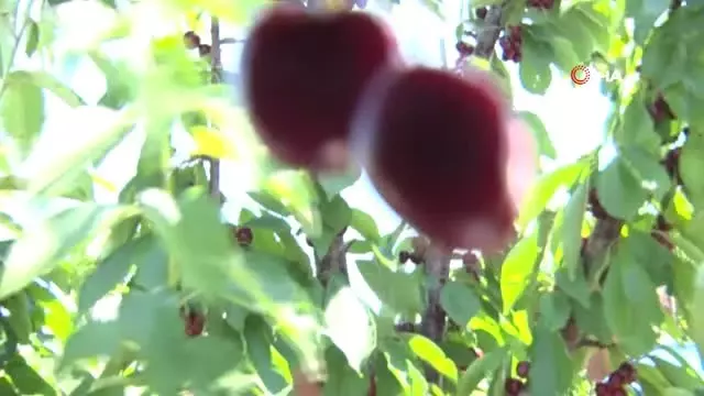Harput kirazında hasat zamanı Harput kirazında hasat zamanı