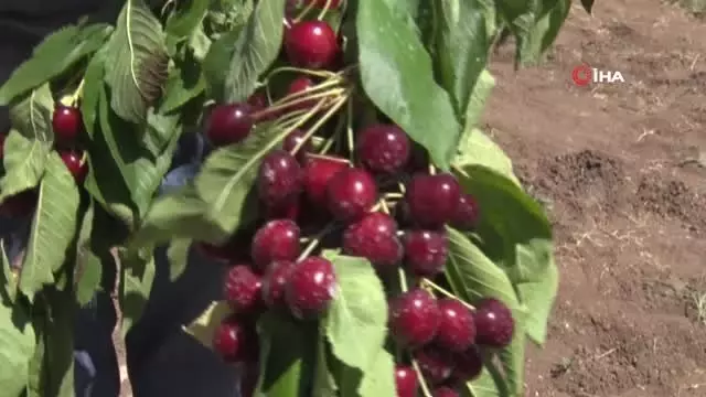 Harput kirazında hasat zamanı Harput kirazında hasat zamanı