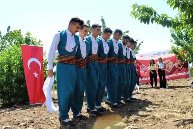 Harput kirazında hasat zamanı Harput kirazında hasat zamanı