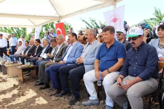 Harput kirazında hasat zamanı Harput kirazında hasat zamanı