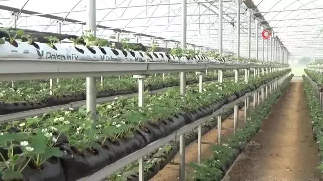 Kurduğu sistem ile topraksız çilek üretiyor