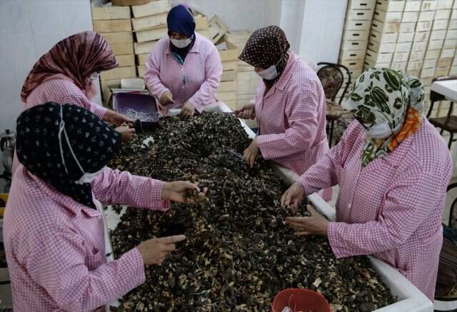 Kuzu göbeği mantarının kilogramı 250 euroya ihraç ediliyor